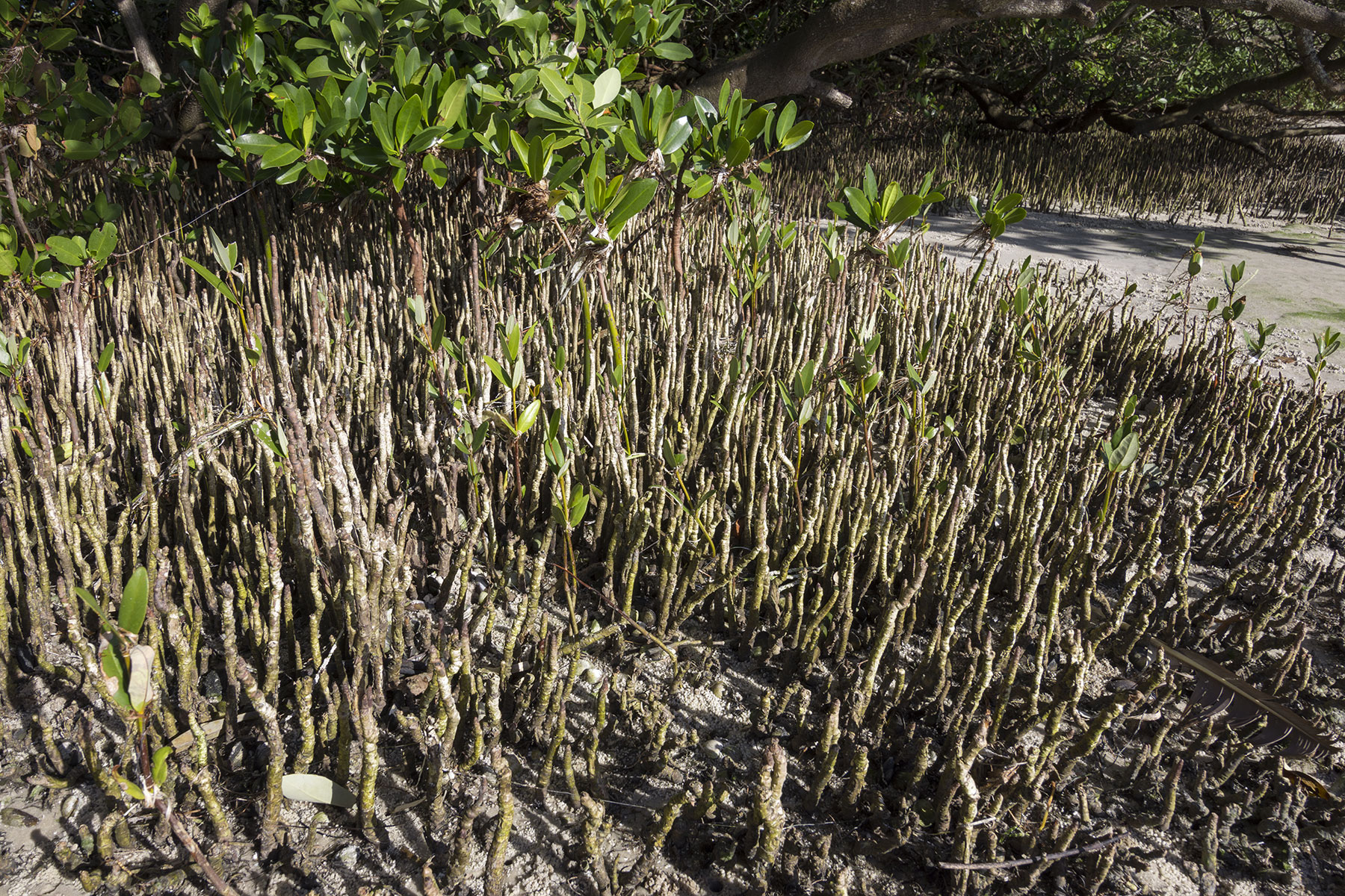 black mangrove roots