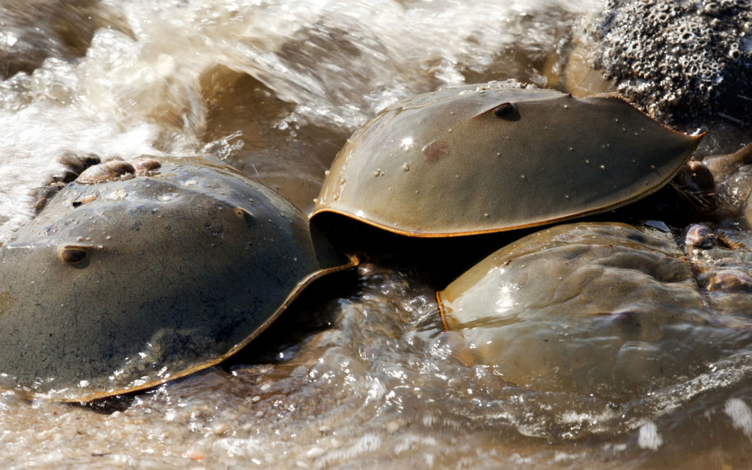 MDC’s May Public Lecture Features Horseshoe Crabs