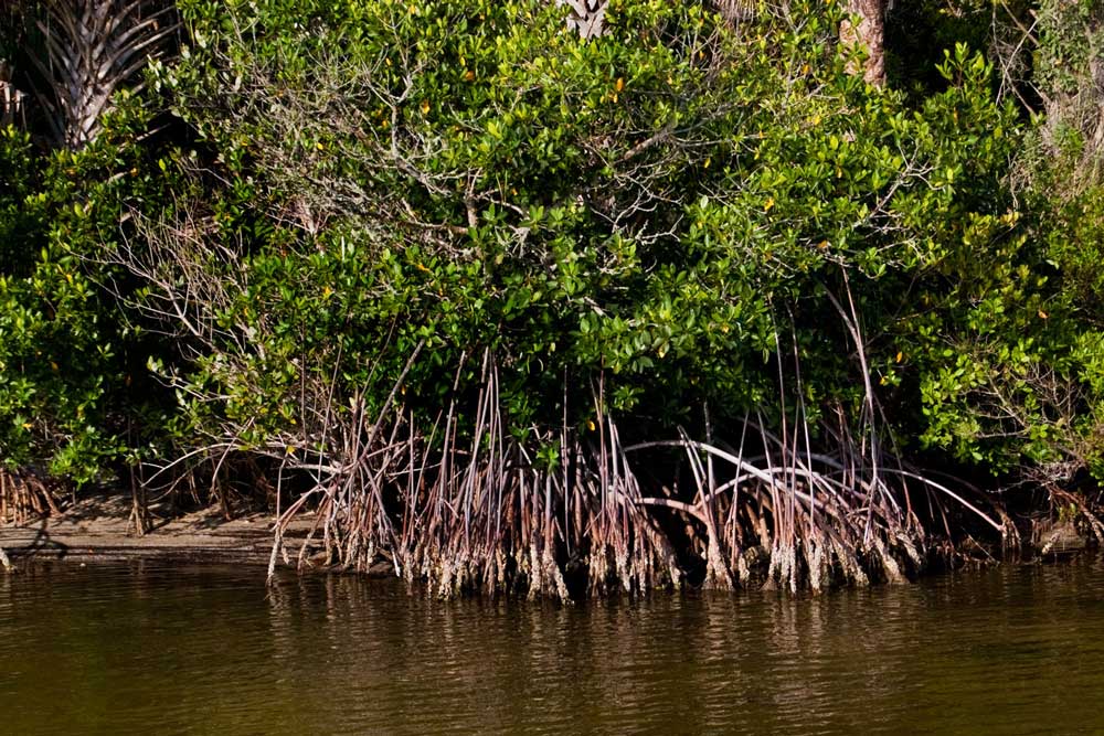 mangrove landing
