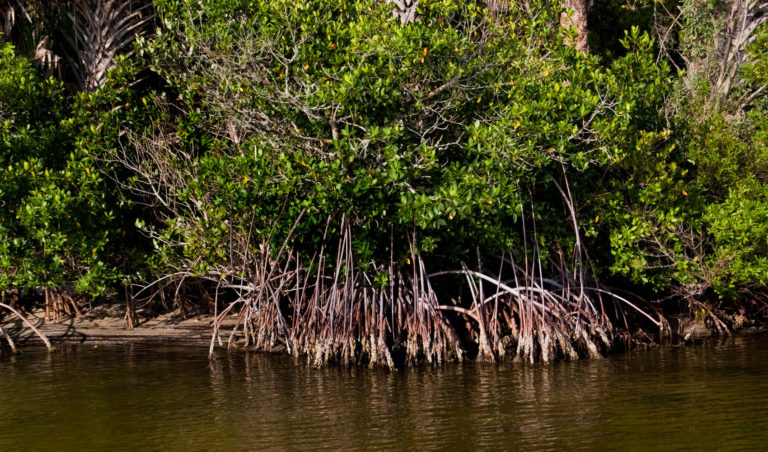 Mangroves | Marine Discovery Center