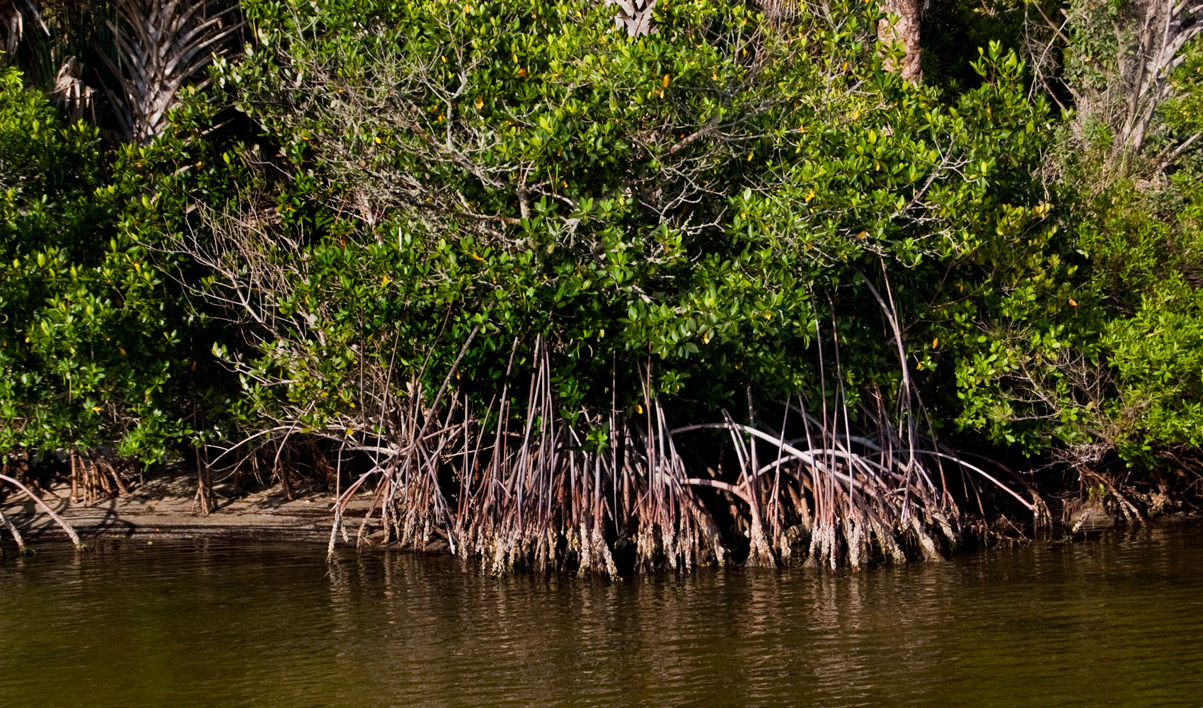 red mangrove roots