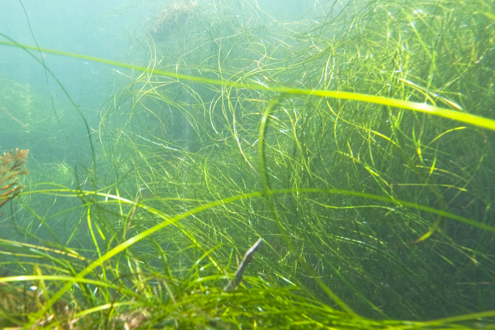 seagrass landing page picture