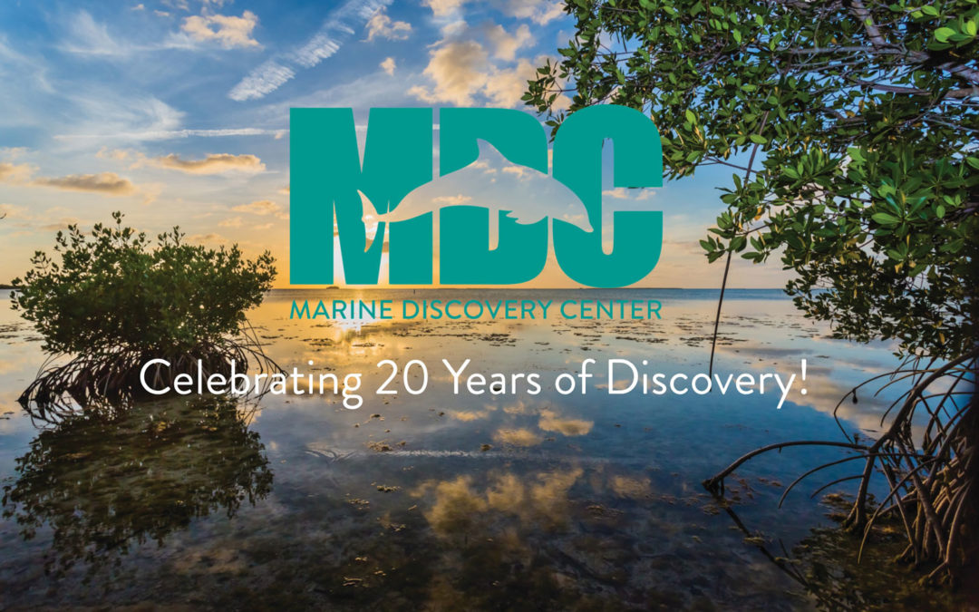 MDC 20th Anniversary Celebration