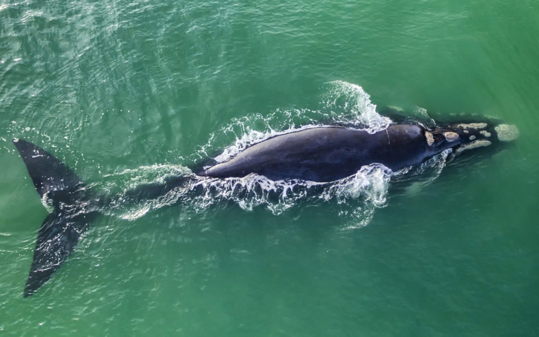 Right Whale Presentation Set for January 2023