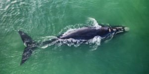 Aerial view of right whale surfacing