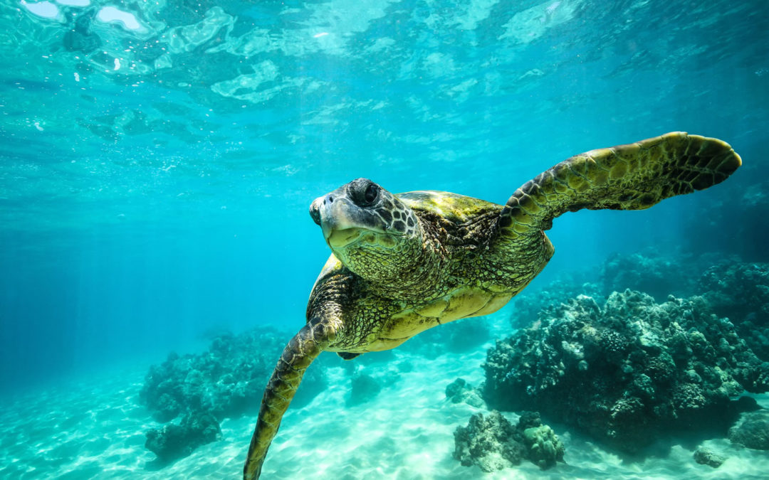 Sea Turtles Abundant During 2017 Nesting Season