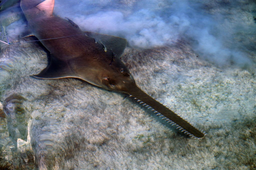 marine-discovery-center-endangered-sawfish-is-mdc-s-february-lecture