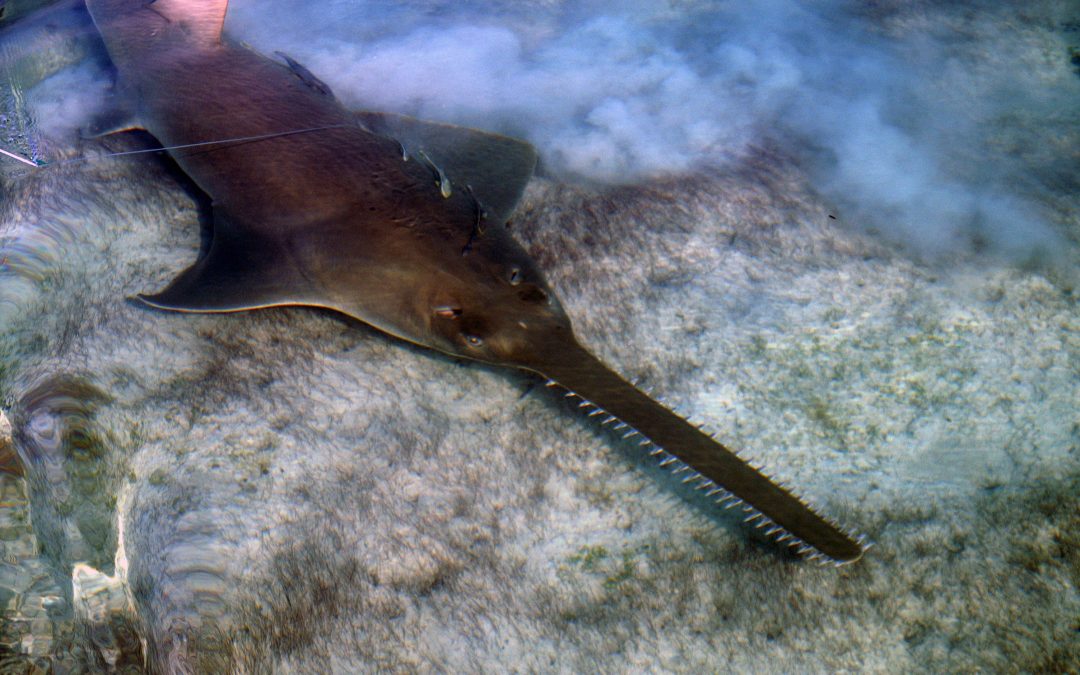 Endangered Sawfish Is MDC’s February Lecture Topic