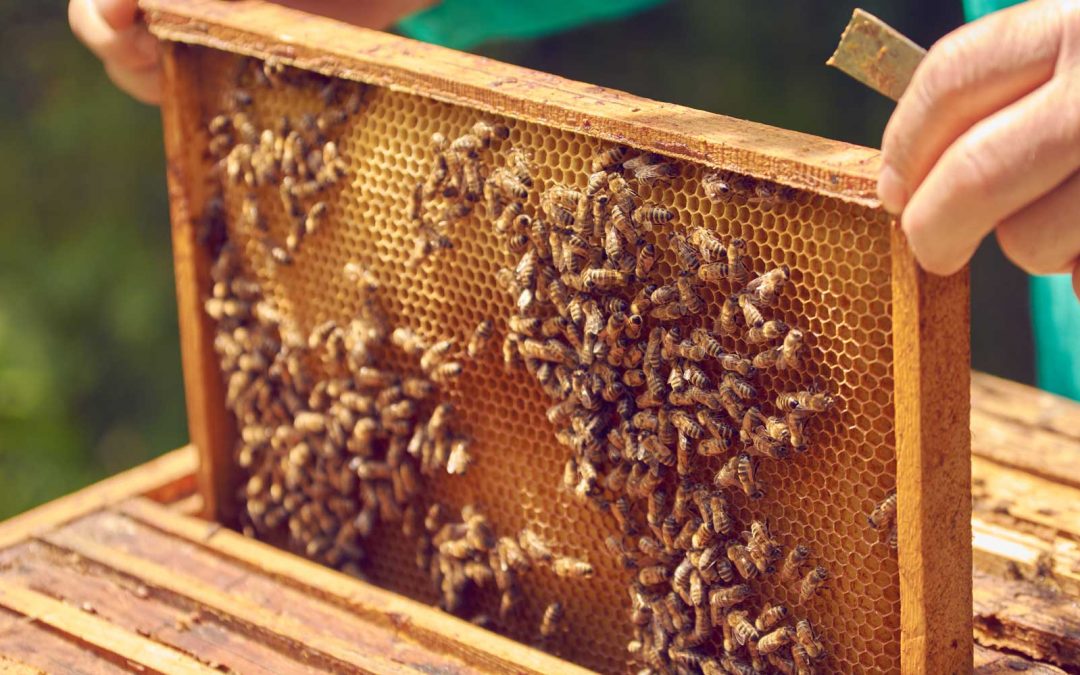 May 2018 Lecture Series, Bees & BeeKeepers