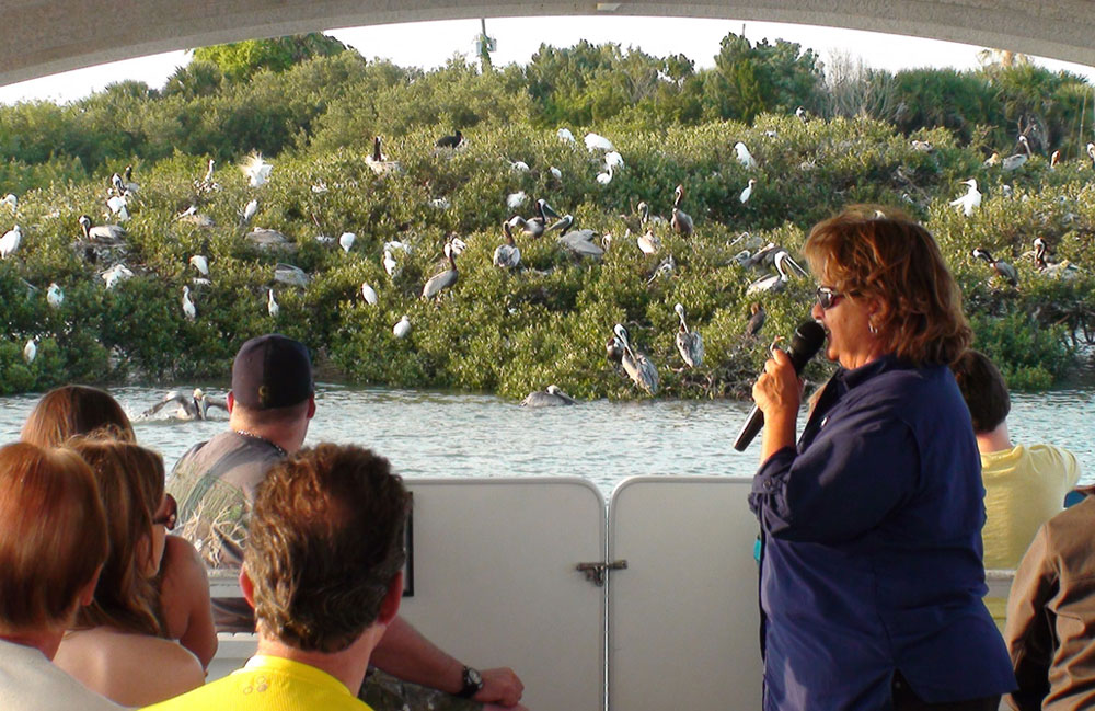 2-Hour Dolphin Discovery Tour