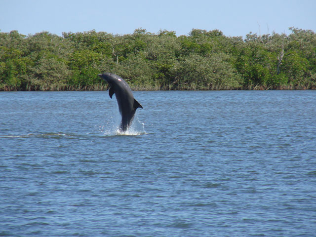 2-Hour Morning Dolphin Discovery Tour