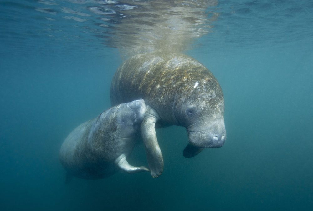 Manatees To Be Featured In MDC’s July Public Lecture