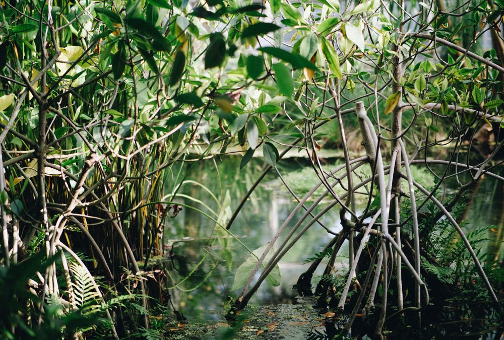 Public Lecture: Mangroves