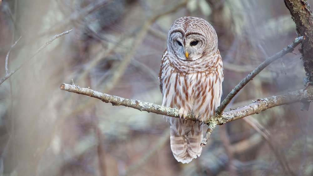 barred owl sits on a branch looking down