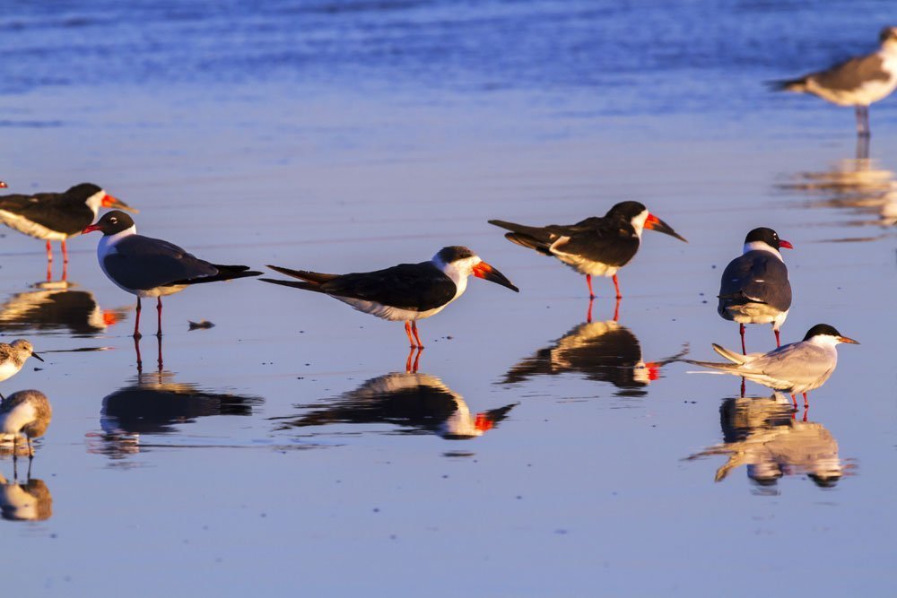 MDC’s 2021 Winter Birding Tours Begin in January