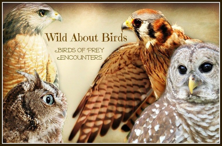 wild about birds