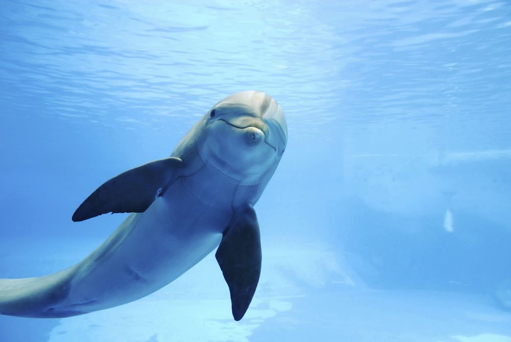 MDC April Lecture Focuses on Bottlenose Dolphins