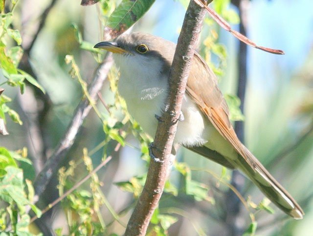 yellow billed cuckoo by don