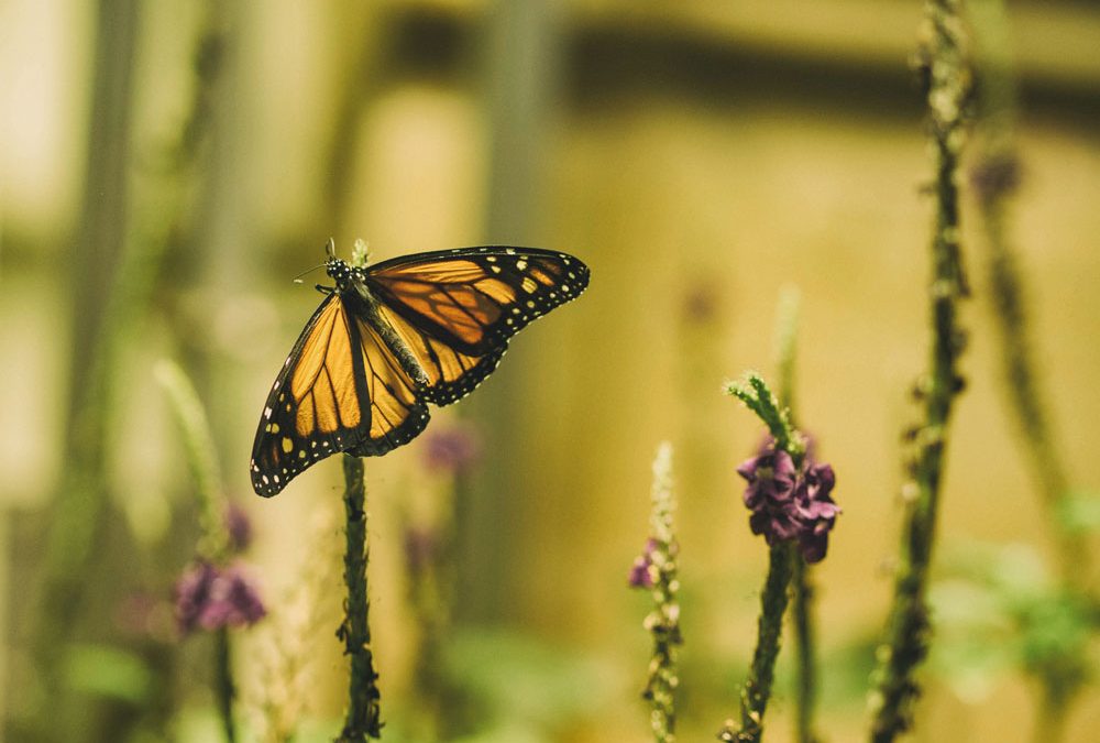 MDC’s September Public Lecture Looks At Butterflies