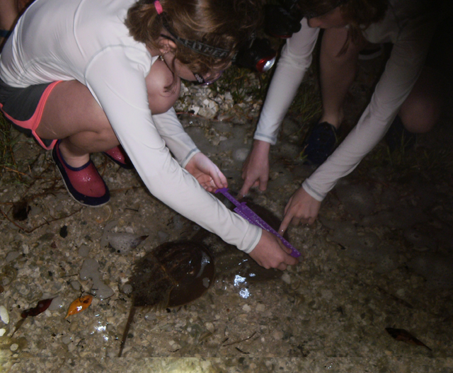The twins help conduct horseshoe crab surveys in 2013
