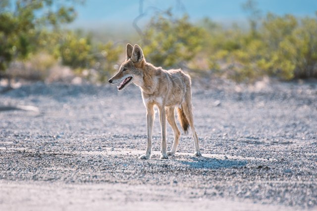 Coyotes Are Topic for August Online Public Lecture