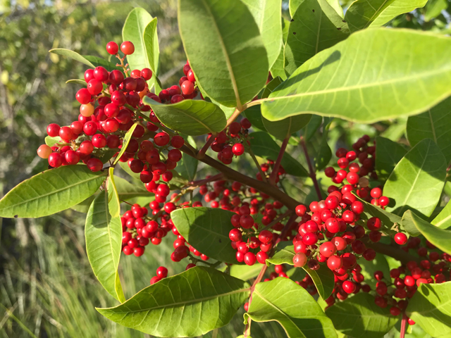 Brazilian Pepper: All Is Not Jolly With “Florida Holly”