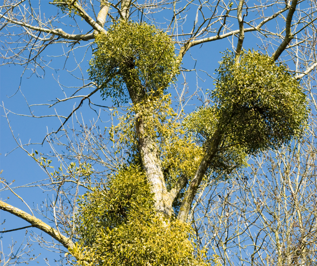mistletoe on oak trees florida