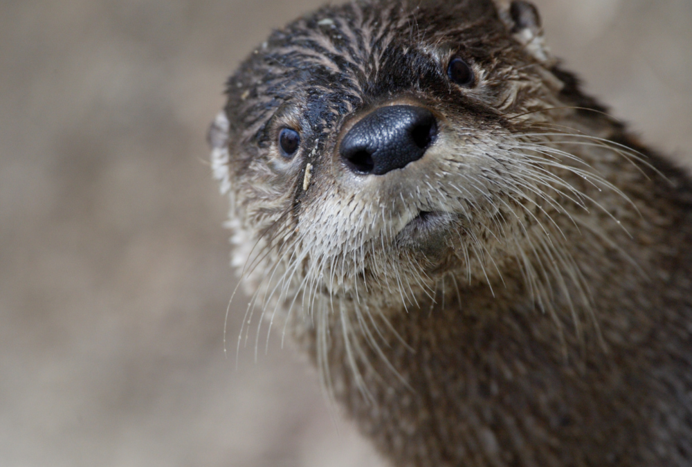 Otters Will Be the Focus of MDC’s April Lecture