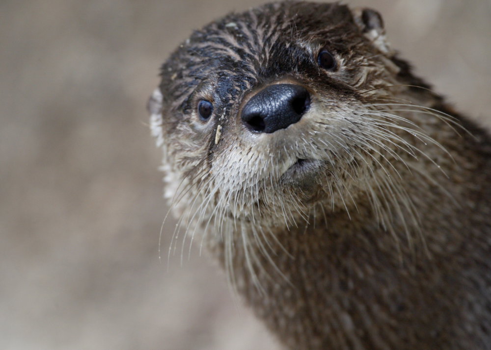 Otters Will Be the Focus of MDC’s April Lecture
