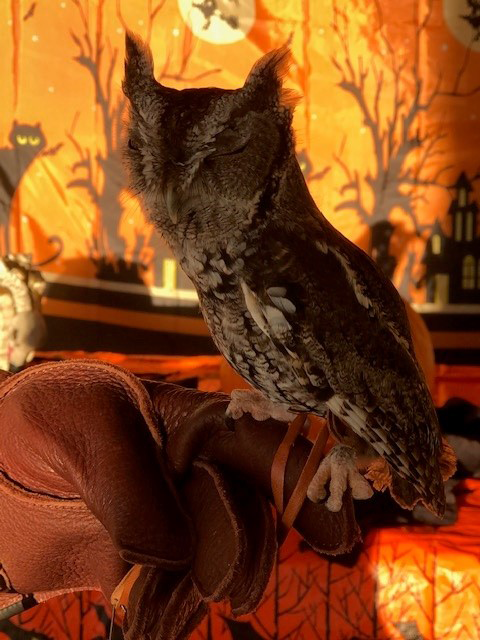Mr Frodo the screech owl visits MDC at Halloween