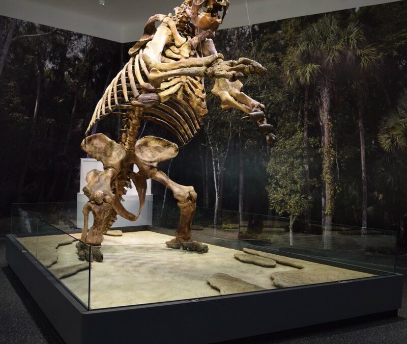 Giant Ground Sloth Is Focus of July Public Lecture at MDC