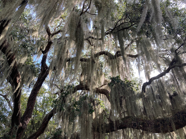 Spanish Moss Plays Role in Natural Flora and Fauna