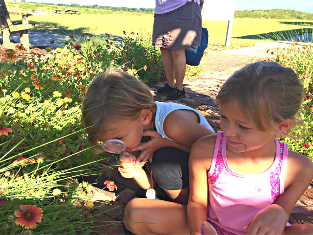 sea squirts at MDC