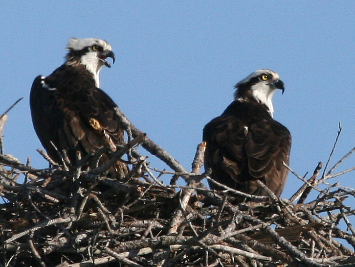 Ospreys Finally Appear to Be Using Nesting Platform