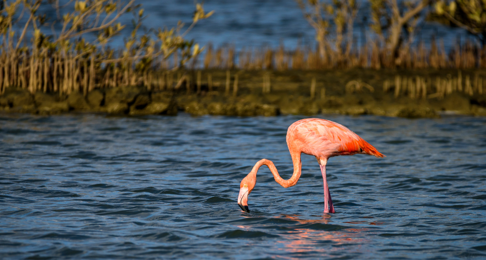 Flamingos May Be Seen in a Waterbody Near You