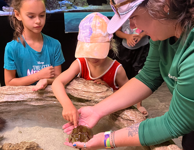 students touching horseshoe crab with teacher